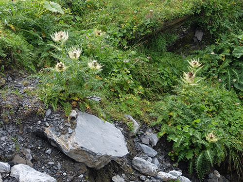 “ここでしか見掛けなかった高山植物”