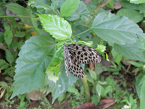 “てふてふ@キナバル公園の蝶園(Butterfly