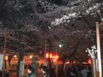 花見客で賑わう平野神社の夜桜を見に@京都