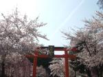 平野神社で満開の桜と神幸祭を観賞@京都