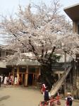 幼稚園入園式