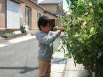 実家の家庭菜園で豆取り