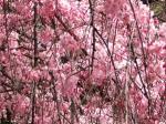 桜花見＠平野神社＆疎水