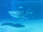 海遊館ガイドツアーは大変面白いし,勉強にもなる