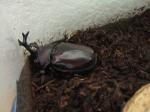 カブトムシとクワガタムシ(8) 遂に成虫が地上へ出てきた!