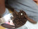 カブトムシとクワガタムシ(12) 飼育ケース内の卵を確認